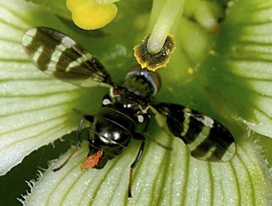 Tephritidae?   No, Ulidiidae: Herina frondescentiae